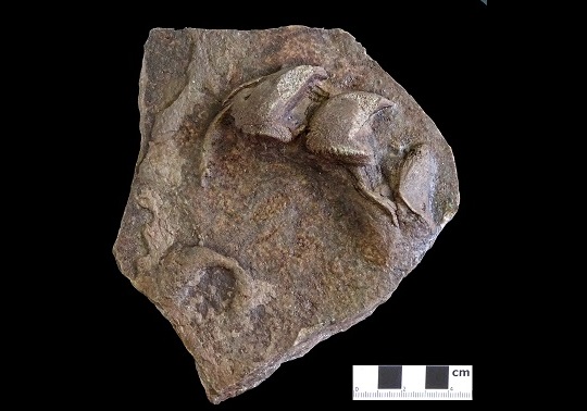 Huellas de tortuga fósil encontradas en Valencia.