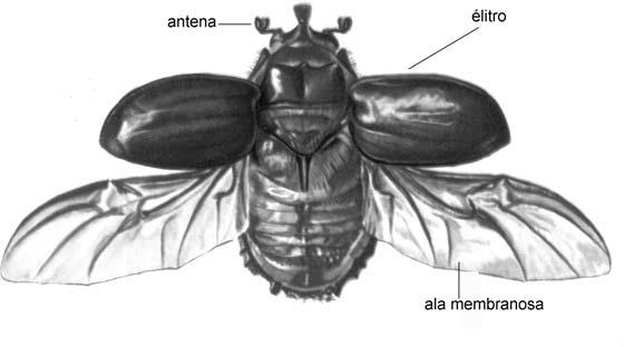 Representative picture of the project