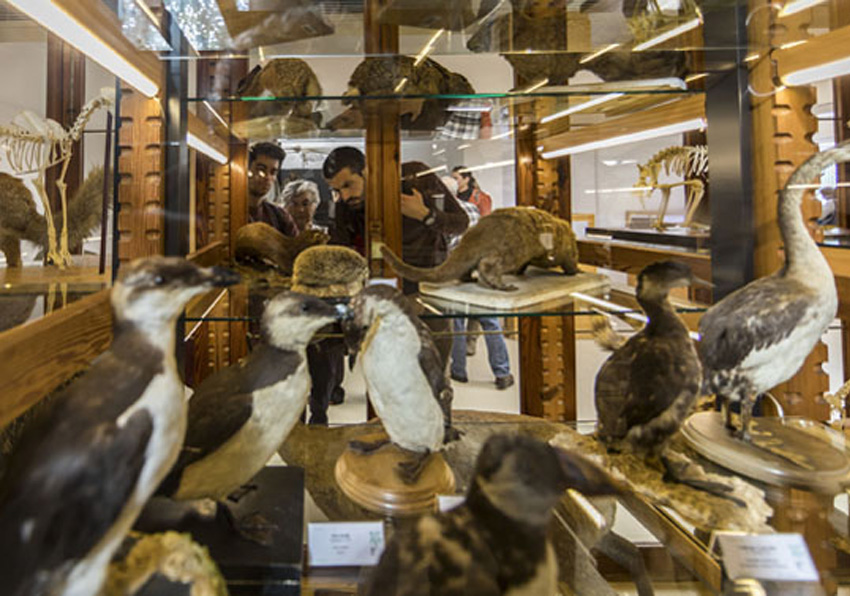 Display with specimens from the Natural History Museum of the Universitat de València