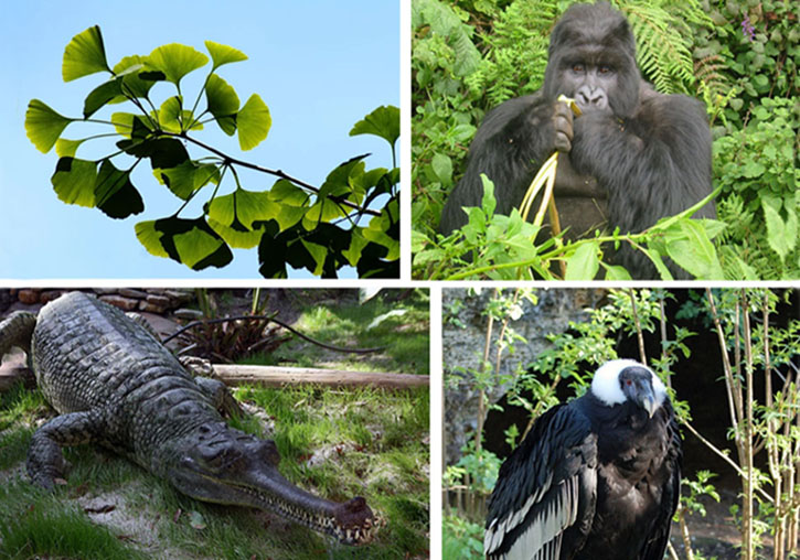Imatge de diferents especies de grans dimensions en perill d'extinció