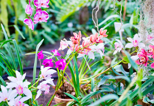 Fotografia de orquídea