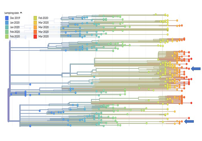 Phylogeny of coronavirus SARS-CoV-2 based on available sequences in Nextstrain by 14 March 2020. Arrow point the virus lineages isolated in València.