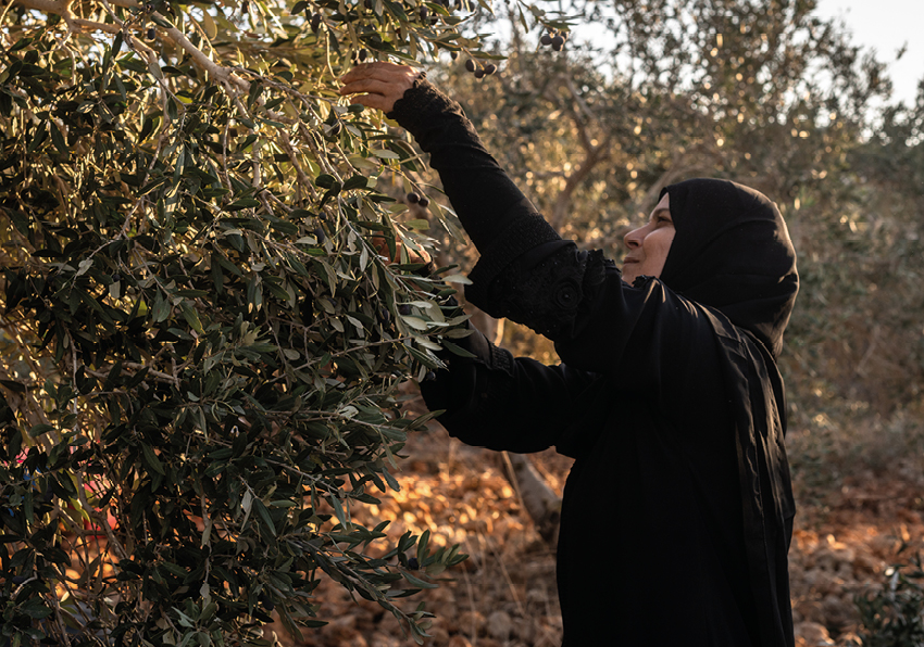 Dona arreplegant olives