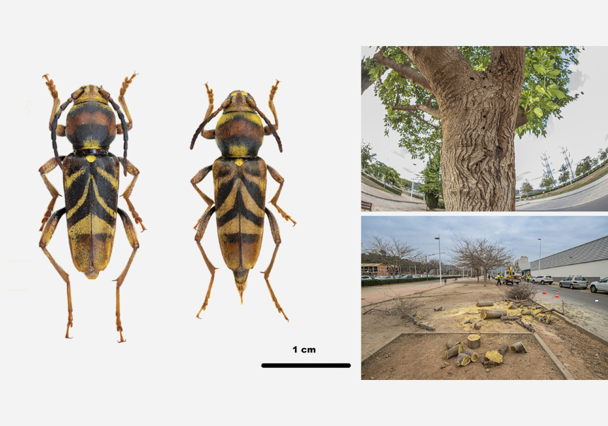 Escarabajo exótico plaga de las moreras Xylotrechus chinensis