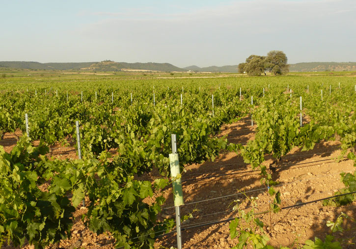 Les tècniques d’edició genòmica han permès millorar diversos conreus. En el cas de la vinya (foto), s’han aconseguit plantes més resistents als fongs.