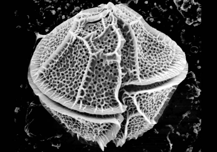 Piece of<em>Lingulodinium polyedra</em>