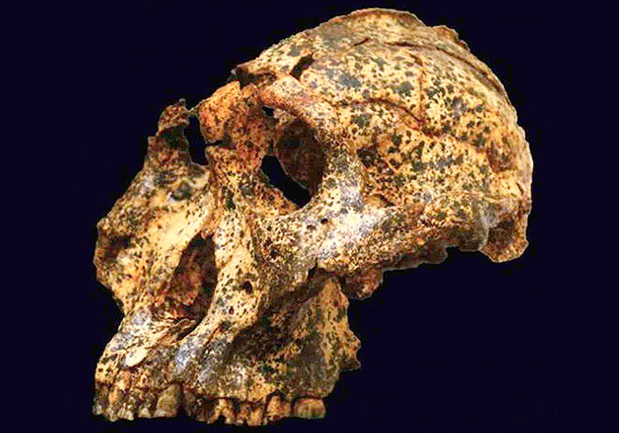 Cráneo de Drimolen DNH 155 - Jesse Martin y David Strait