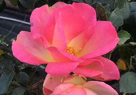 La Setsuko Thurlow Rose, rosa de l'esperança.