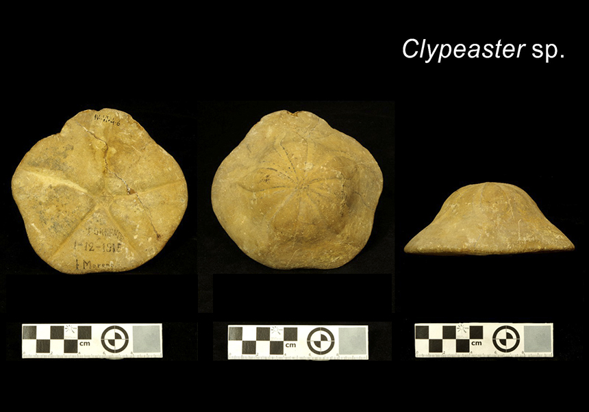 Eriçons fòssils marins (<em>Clypeaster</em> sp.) - Març