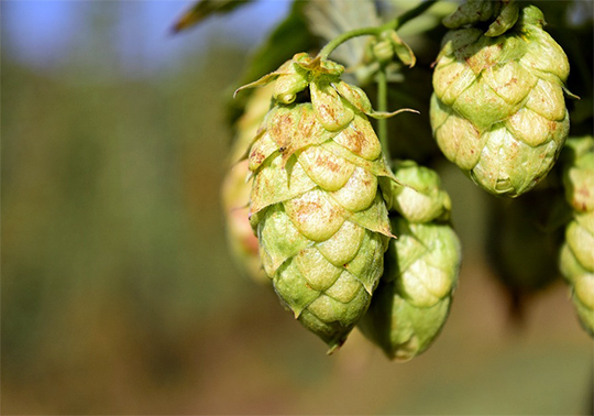 Cervesa i Ciència