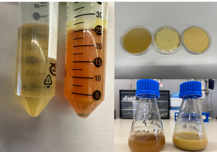 Experimentos biolixiviación