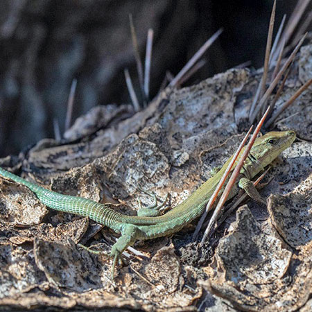 Lizard