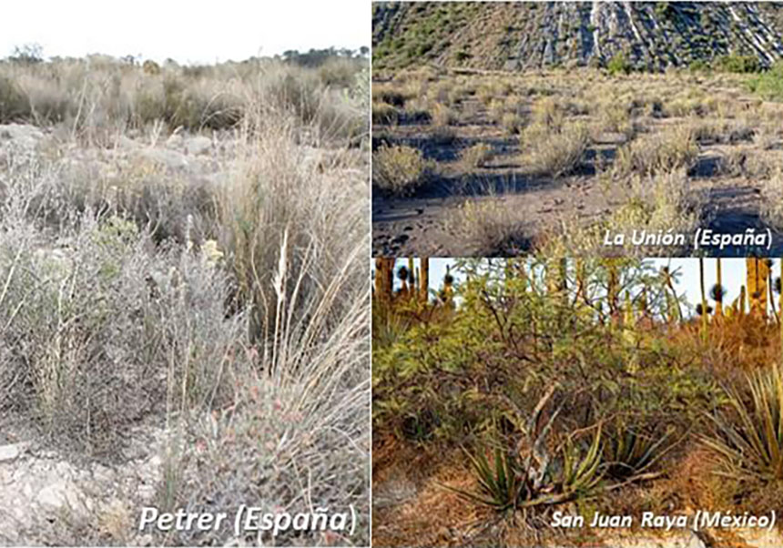 Los patrones de coexistencia en comunidades bien muestreadas son extrapolables gracias a la IA en comunitats ben mostrejades són extrapolables gràcies a la IA. A. Montesinos, J. A. Navarro i A. Valent-Banuet