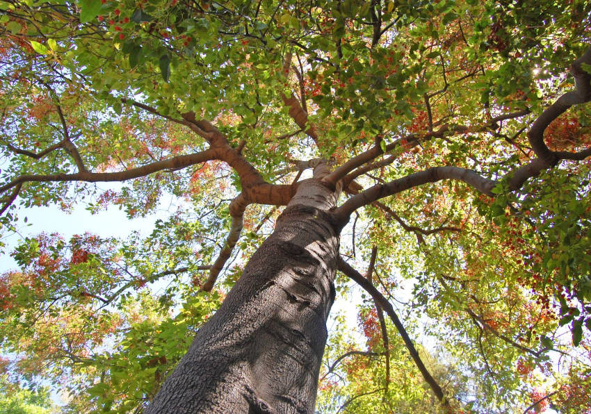 Imatge del esdeveniment:Jardí Botànic de la Universitat de València.