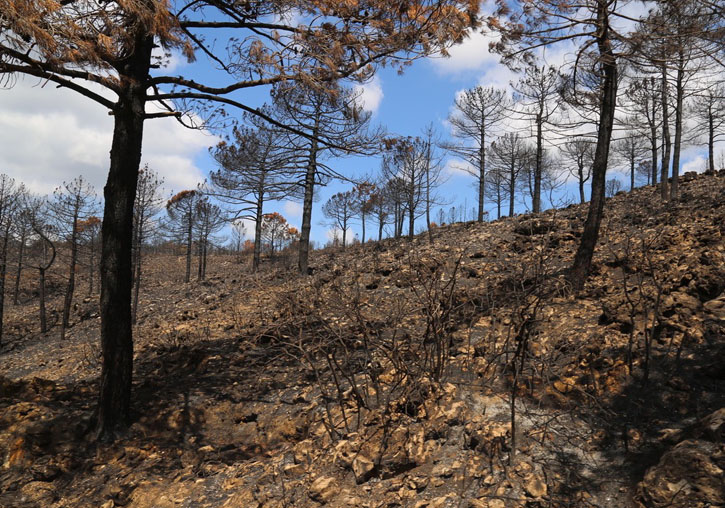 Incendio de Pinet de 2018 tres días después de apagado el fuego. Las llamas arrasaron más de 3.000 hectáreas en agosto de 2018, de siete municipios y tres comarcas.