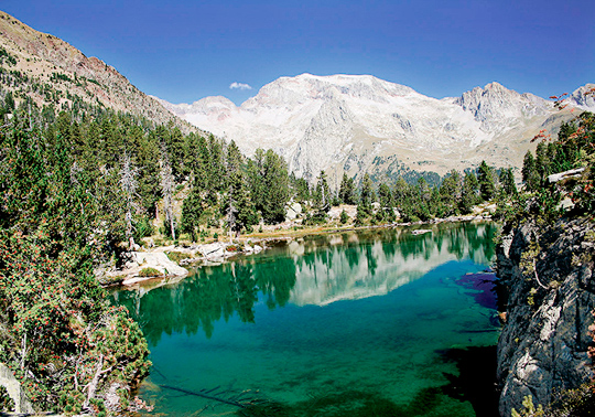 Paisatge d'un bosc