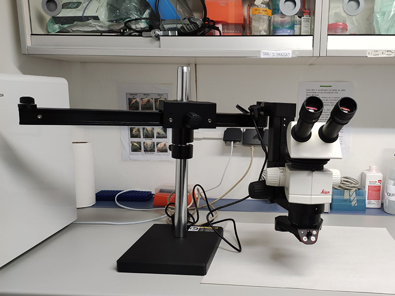 Microscopi estereoscòpic - Leica M80
