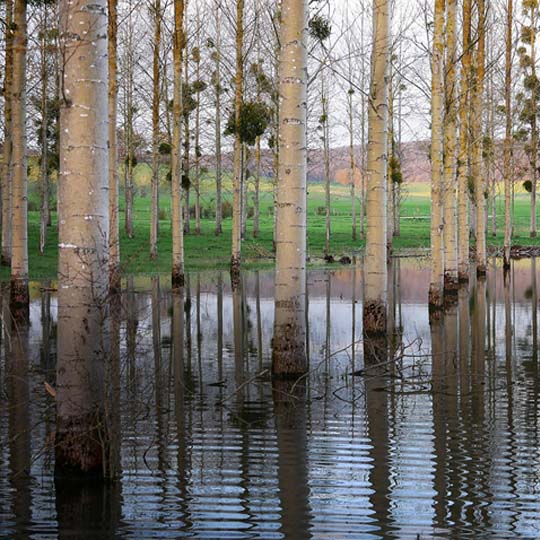 Paisaje con árboles inundados