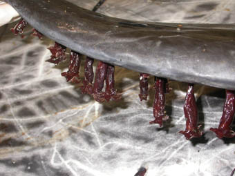‘Xenobalanus globicipitis’.