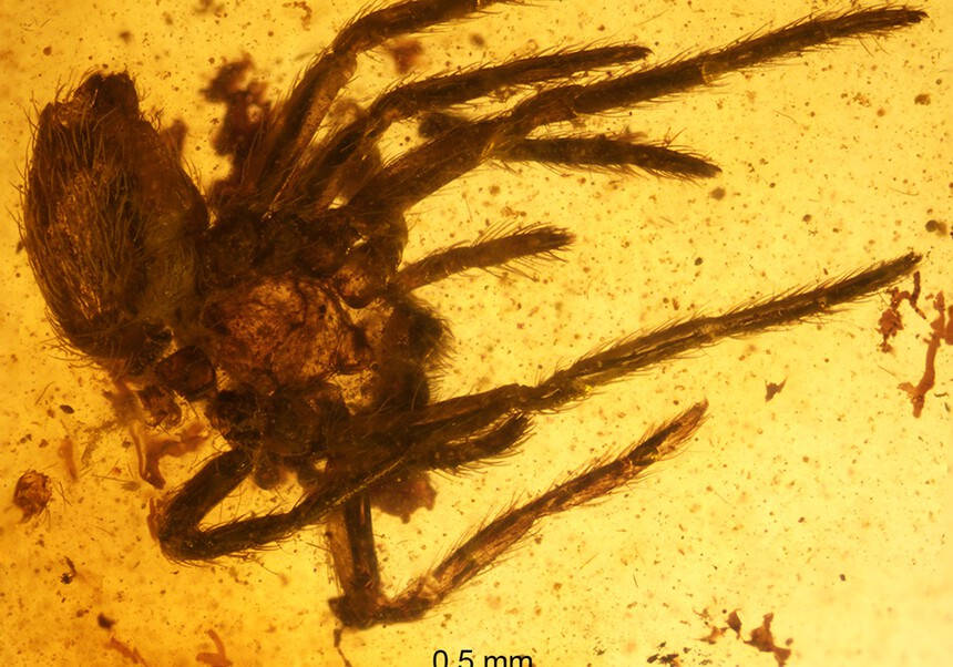 Profesora del departamento de Botánica y Geología de la Facultat de Ciències Biològiques dirige una nueva excavación en el yacimiento de ámbar de Sant Just (Teruel)