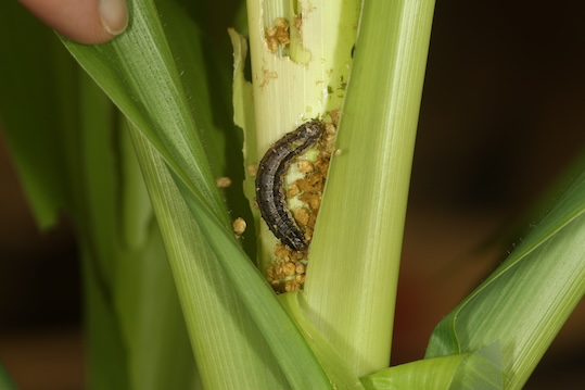 Larva de Spodoptera  frugiperda sobre una planta de dacsa
