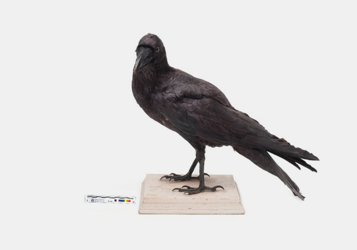 Common raven – October