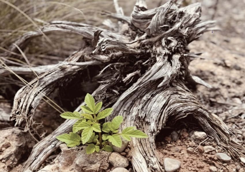 event image:trunk with leaves