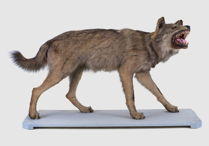 Iberian Wolf - February