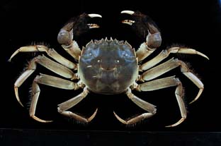 The Chinese crab (Eriocheir sinensis).