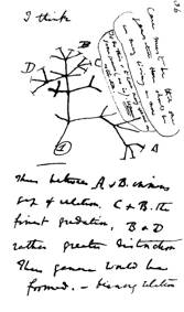 Darwin's tree of life.