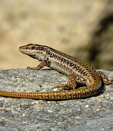 Lagartija