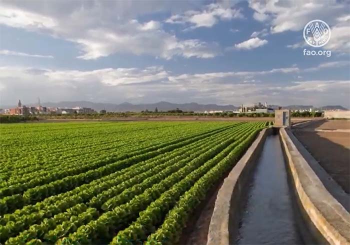 Clip video FAO - Horta
