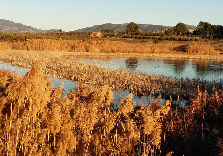 The Gaianes Lagoon, a valencian wetland.
