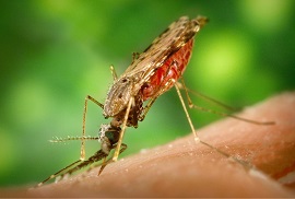 Clasificación de las zoonosis que afectan a trabajadores y medidas de prevención básicas