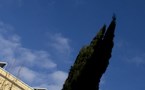 arbre