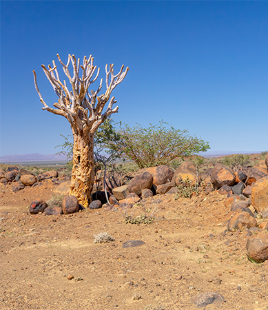 Drought
