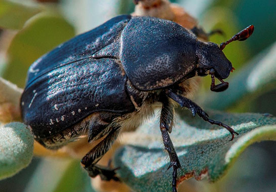 Escarabajo de la especie Protaetia oblonga