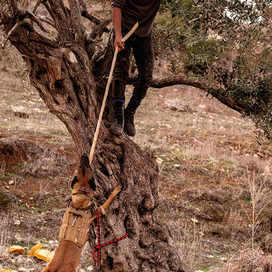 Man climbing an olive tree with a dog