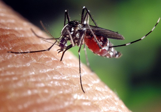 mosquit