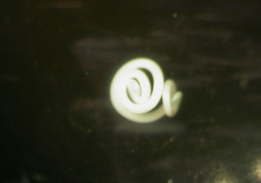 anisakis simplex in a characteristic 