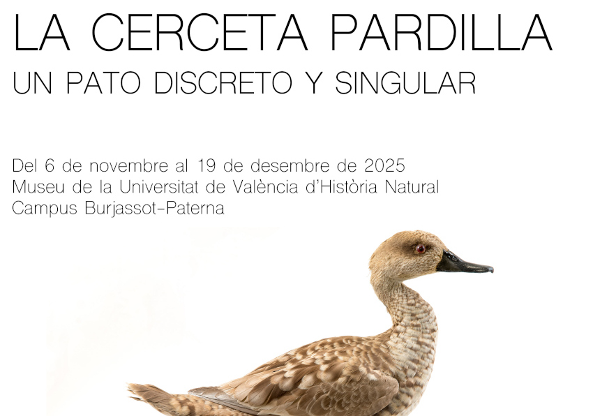 Imagen  Cerceta Pardilla