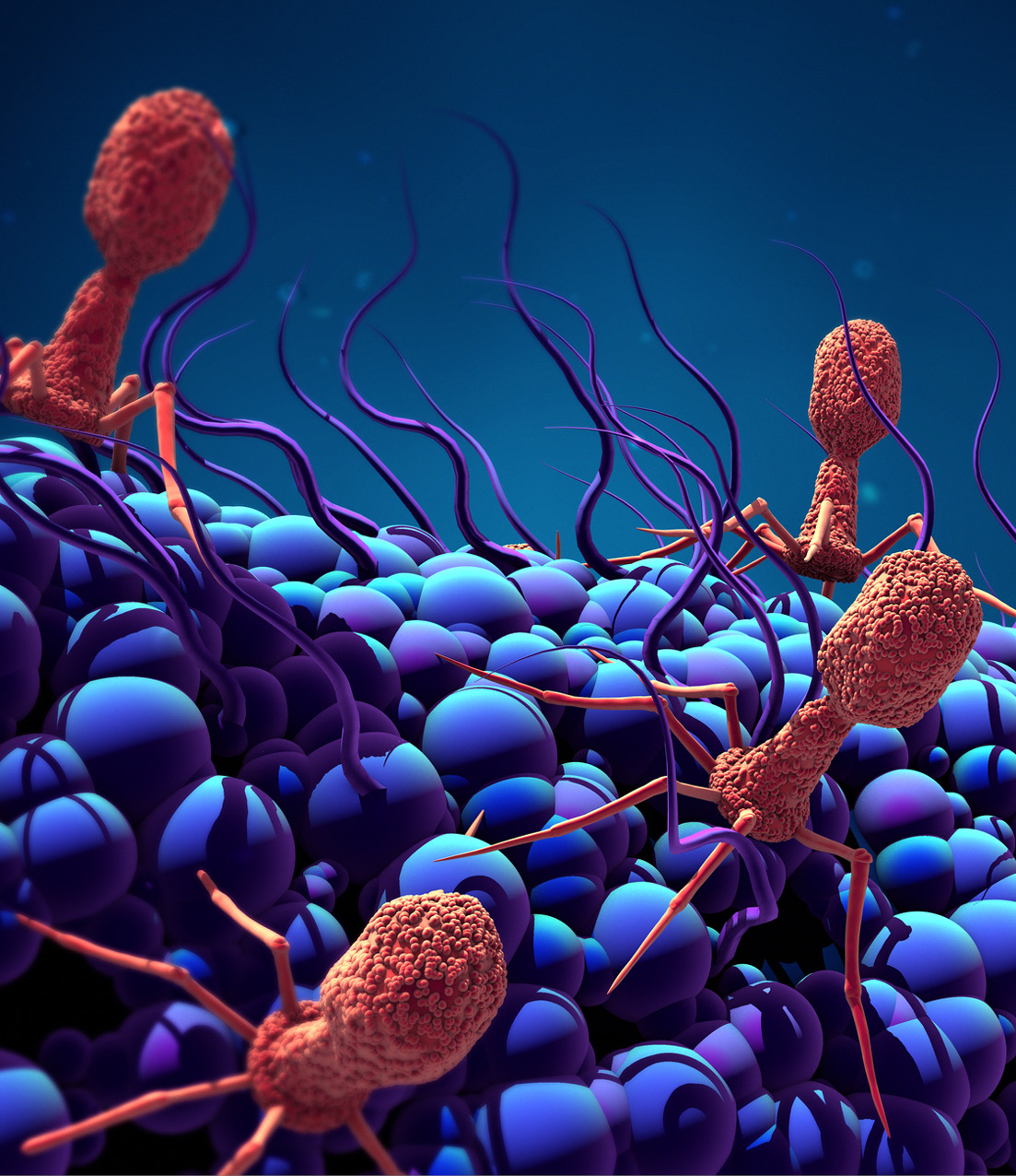 Bacteriòfags