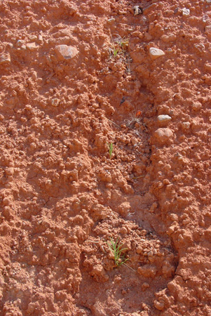 Seguiment germinació camp