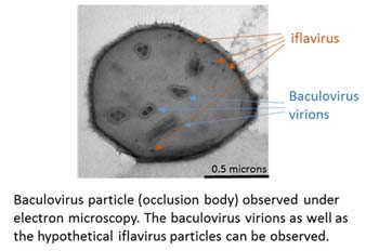 Gràfic del virus.