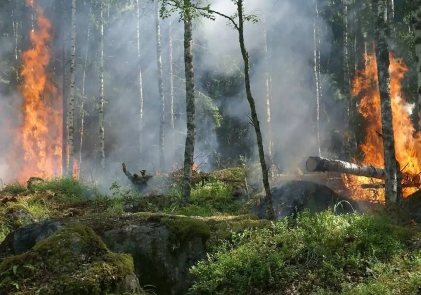 Los bosques de coníferas y mixtos son más susceptibles a los cambios en los incendios. Créditos: Pixabay.
