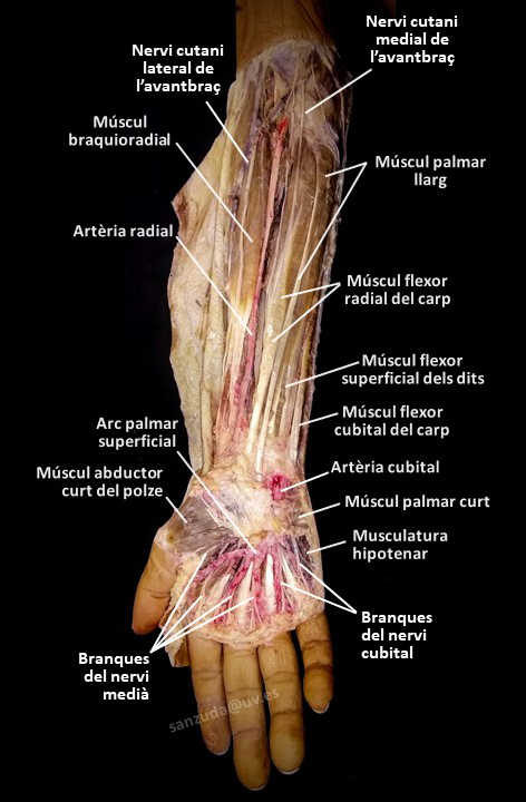 Dissecció de la palma de la mà i la cara anterior de l'avantbraç Dissecció de la palma de la mà i la cara anterior de l'avantbraç