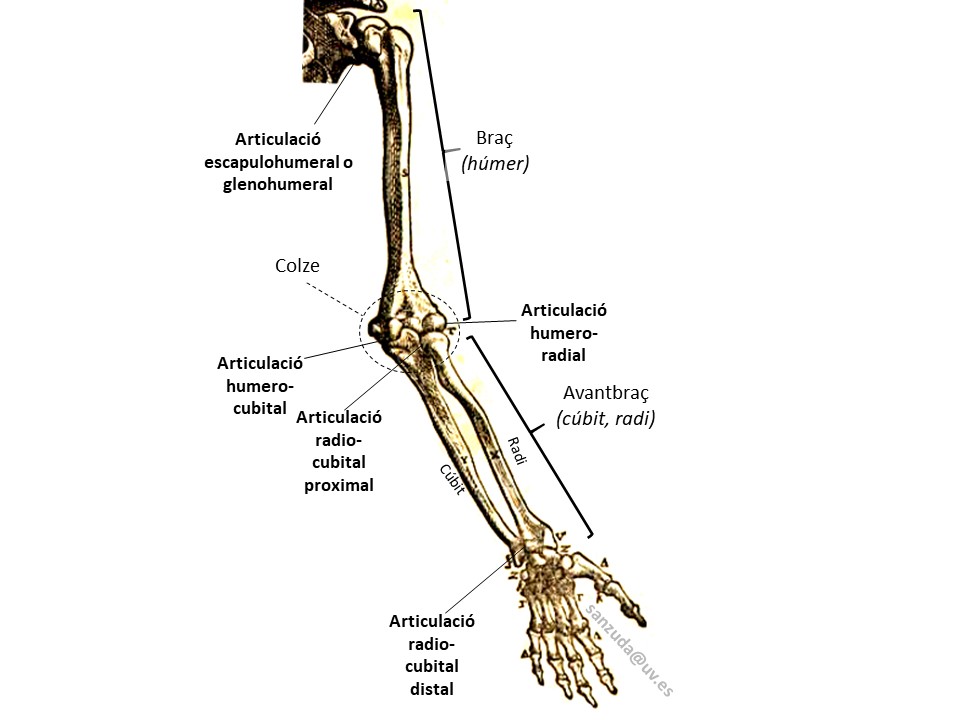 Ossos i articulacions de braç i avantbraç Il·lustració de Vesal retolada per explicar els ossos i articulacions de braç i avantbraç