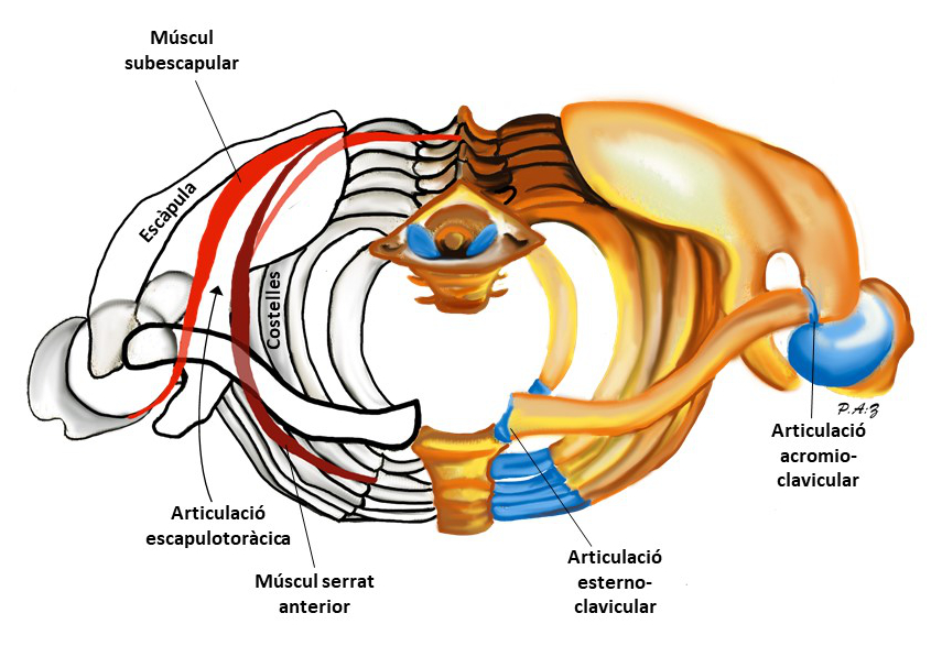 Articulacions escapulotoràcica, acromioclavicular i esternoclavicular (vista superior) Una il·lustració de les superfícies de contacte de l'articulació escapulotoràcica i de les dos articulacions dels extrems de la clavícula