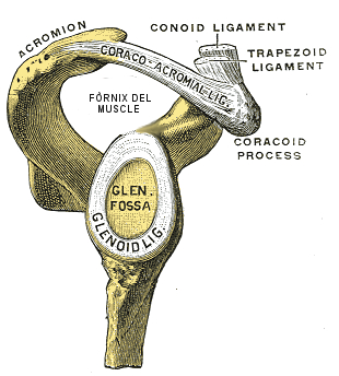 Fòrnix del muscle (vista lateral) Il·lustració modificada a partir d'una imatge de l'Anatomia de Gray del domini públic, que il·lustra la morfologia del fòrnix del muscle en una vista lateral.