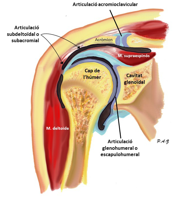 Articulacions escapulohumeral/ glenohumeral i subdeltoïdal/subacromial (tall coronal) Il·lustració d'un tall coronal a nivell de l'articulació glenohumeral, que mostra també l'articulació subdeltoïdal